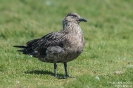 Skua160622135217