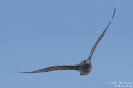 Skua160628160445