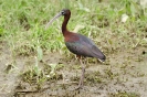 Reiher, Störche, Ibisse, Flamingos