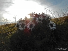 Silberdistel-Chasseral180910174458