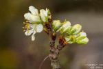 Zwetschgenblüte190408111907