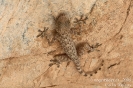 Gecko060207091335