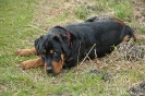 Rottweiler050327121615