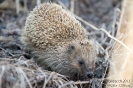 Igel130507051742