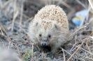 Igel130507051934