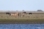 Konik-Oostvardersplaassen250126140908