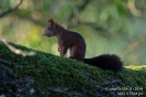 Eichhörnchen140906083639