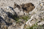 ES-IberischerSteinbock240304101043