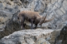 Steinbock091005150256