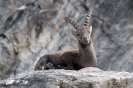 Steinbock091005150504