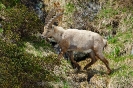 Steinbock120615161930