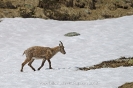 Steinbock120615162104