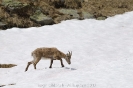 Steinbock120615162218