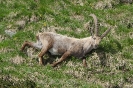 Steinbock120616155628