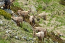 Steinbock120616160254