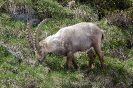 Steinbock120616160840