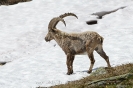 Steinbock120616161114