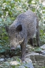 Wildschwein130909154528