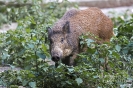 Wildschwein130909154703