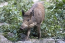 Wildschwein130909154707