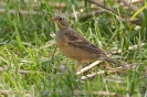 Ortolan120503161802