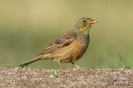 Ortolan130608180108