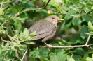 Amsel110726083852