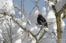 Amsel141231120336