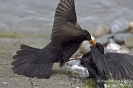 Amsel150318130601