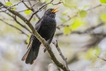 Amsel240408164334