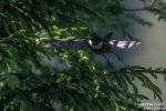 Ringdrossel170618092428