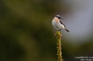 Braunkehlchen100620121036