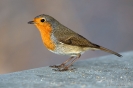 Rotkehlchen130118150158