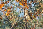 Mönchsgrasmücke181011165234-(2)