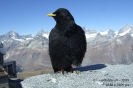 Alpendohle091004115459