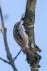 Gartenbaumläufer240120125114