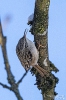 Gartenbaumläufer240120125116