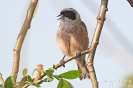 Beutelmeise100430170454-(1)
