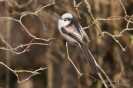 Schwanzmeise081213144936_01