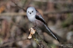 SchwanzmeiseCaudatus190223144016