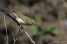 Berglaubsänger150422102320