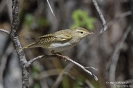 Berglaubsänger150422102431