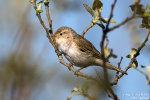 Berglaubsänger190601084841