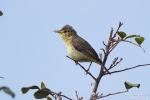 Orpheusspötter250510110853
