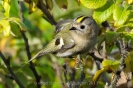 Wintergoldhähnchen111013113932