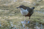 Wasseramsel180420092038