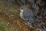 Wasseramsel180426120620