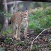 Luchs210702100203