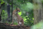 Luchs210702102042